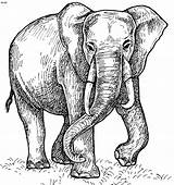 Elephant Coloring Pages Asian Animal Color Drawing Animals Printable Clip Colouring Elephants Books Drawings 820px 43kb African Paintings Choose Board sketch template