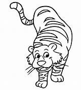 Tiger Coloring Pages Cute Template Printable Templates Baby Colouring Color Clipartmag Animal Shape Print Crafts Getcolorings sketch template
