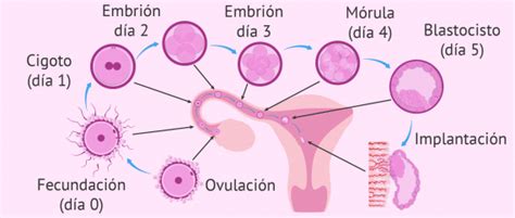 ¿qúe es el sangrado por implantación la cajita del placer blogla