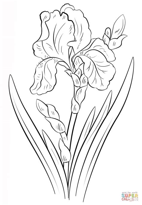 iris flower coloring page coloring home
