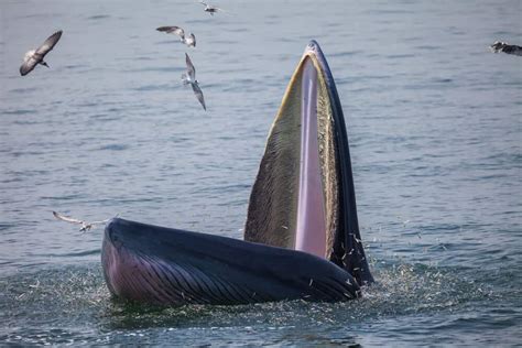 top  largest whales   world popoptiq