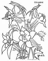 Columbine Flowers Flower Colouring Pages Illu sketch template