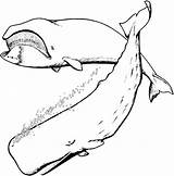 Whale Sperm Designlooter sketch template