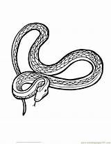 Snake Coloring Pages Kids Printable Color King Cobra Online Print Library Clipart Reptile Popular sketch template
