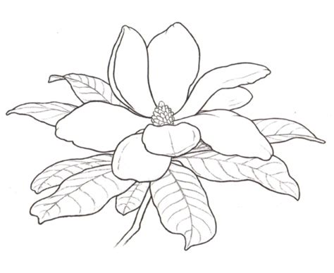 magnolia drawings flowers coloring pages flower drawing