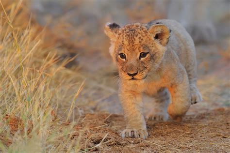 lion cub walking hd animals  wallpapers images backgrounds   pictures