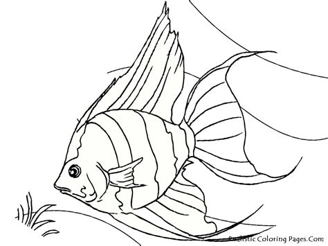 gambar tropical fish coloring pages realistic angelfish printable sheet