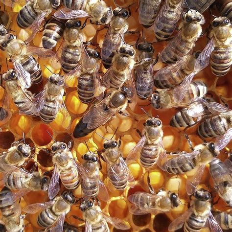 queen bee photograph  shayna wagner pixels