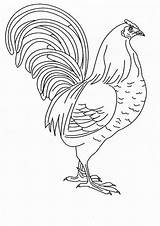 Chicken Coloring Pages Rooster Print Chickens Color Printable Feathers Drawings Animals Animal Colouring Roosters Animalstown Great Think But Embroidery Patterns sketch template