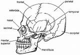 Cranio Ossos Anatomia sketch template