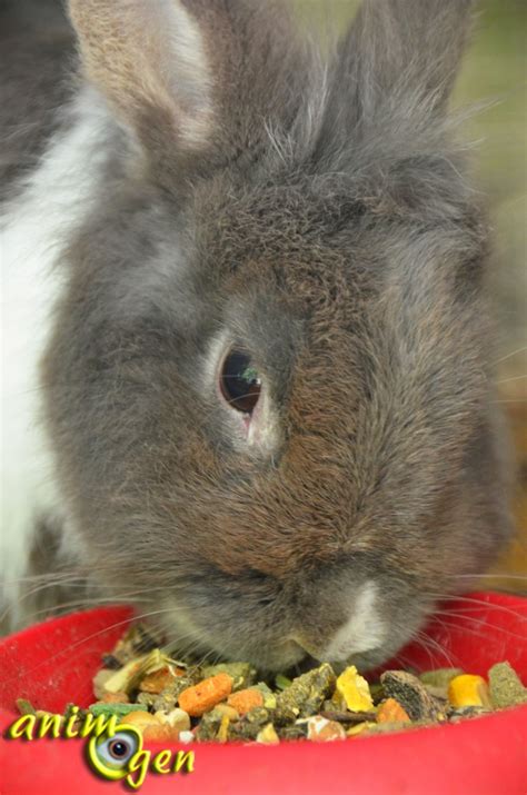 alimentation pour lapin crispy muesli rabbits versele laga animogen