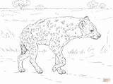 Coloring Hyena Pages Spotted Savannah Walking Printable Drawing sketch template