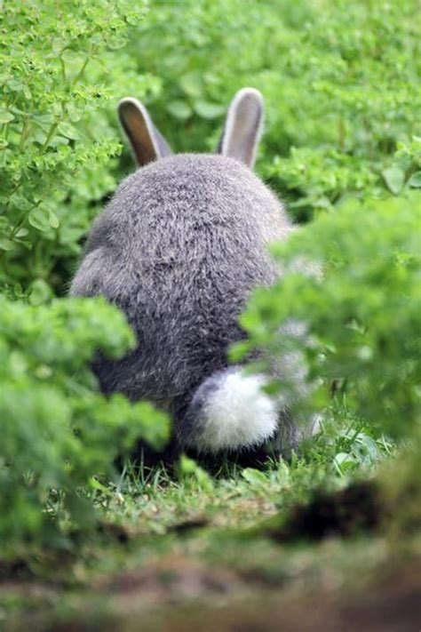 bunny tail furry feathered friends pinterest