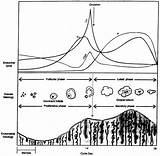Menstrual Phases Reproduced Berek 2002 sketch template