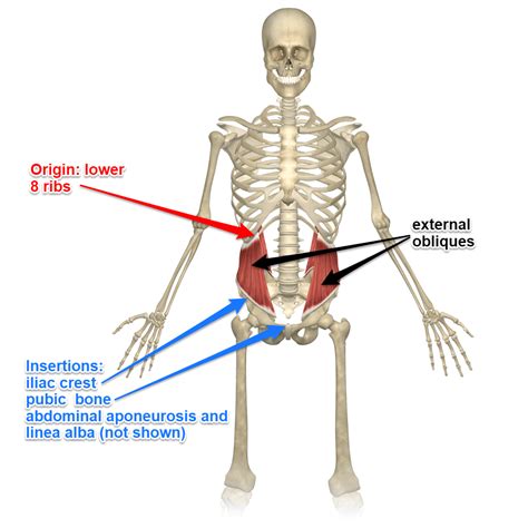 external  internal oblique muscles