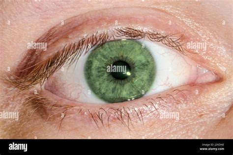 pretty green eye macro   human green eye   caucasian male stock
