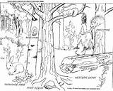 Floresta Colorir Deciduous Bosques Selva Bosque Dibujo Forests Paisaje Malvorlagen Desenhos Farmers Migratory Fascinating Alma Ecosystem Florestas Rainforest Paisagem Temperate sketch template
