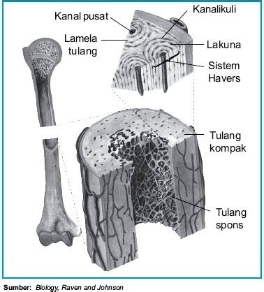 struktur  fungsi tulang keras  manusia  hewan