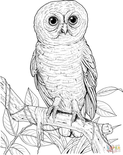 spotted owl coloring pages  open coloring pages