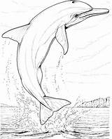 Dolphin Coloring Pages Dolphins Printable Colouring Kids Adults Happy Realistic Colorear Delfine sketch template