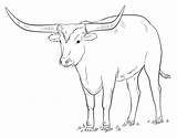 Longhorn Longhorns Cattle Kids Supercoloring Tutorials Alamo Drawings sketch template