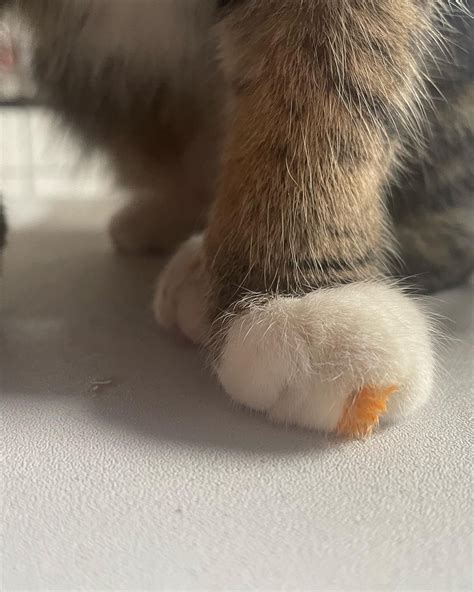polydactyl paws kittykankles