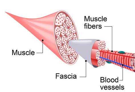 myofascial physiotherapy perth dr physiotherapy podiatry