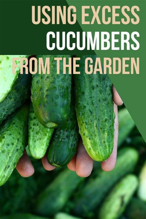 16 ways to use excess cucumbers from the garden