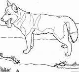 Akita Coloring Pages Dog Inu Getcolorings Printable sketch template