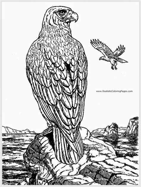 eagle coloring pages  adults coloring pages