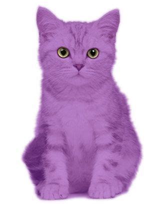 view source image purple cat purple love   purple purple