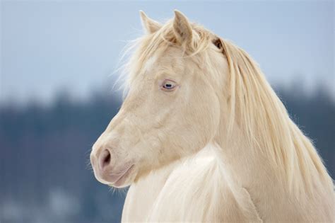 sweet horse breeds horse portrait horses