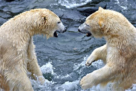 polar bear fight   vampyna  deviantart