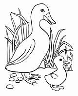 Coloring Pages Small Ducklings Big Way Make Duckling Butterfly Ducks Duck Color Printable Ugly Getcolorings Drawing Colouring Kids Getdrawings sketch template
