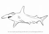 Draw Shark Hammerhead Drawing Step Great Animals Drawings Paintingvalley Learn Tutorial Fishes Tutorials sketch template