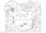 Pond Coloring Animals Pages Life Plants Printable Kids Color sketch template