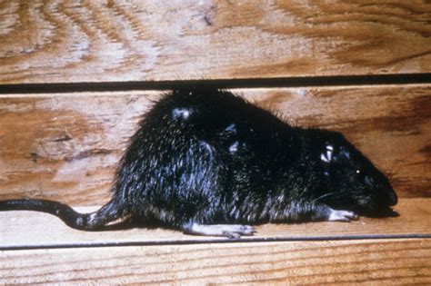 uk super rat invasion mutant rodents resistant to toxins will plague britain daily star