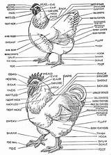 Chicken Diagram Anatomy Chickens Parts Hen Tell Rooster Feather Body Chart Roosters Poultry Backyardchickens Backyard Bantam Labels Hens Between Brain sketch template