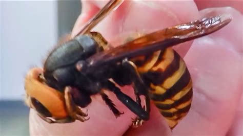 Nypd Bee Unit Preps For Murder Hornets