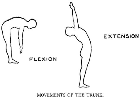 Pilates For Beginners Spinal Flexion And Extension