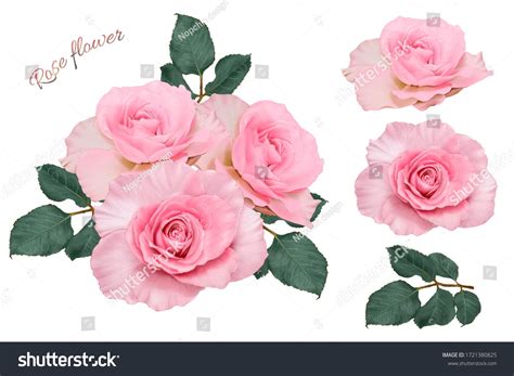 Ilustrações Stock Imagens E Vetores De Pink Rose Flowers Bouquet On