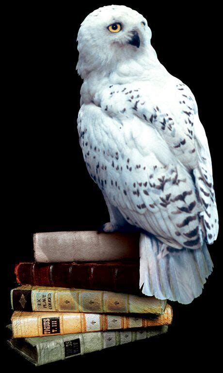 hedwig wiki harry potter amino