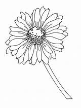 Daisy Coloring Pages Flower Gerbera Color Printable Drawing Colouring Gerber Petal Rose Flowers Getcolorings Getdrawings Recommended Print Epic sketch template