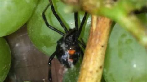 nest  venomous black widow spiders   grapes sold  asda