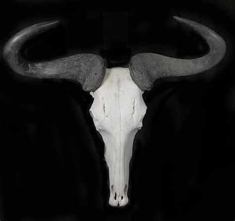 wildebeest skull bischoffs animals