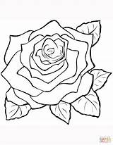 Coloring Rose Pages Printable Drawing Supercoloring sketch template