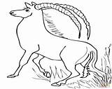 Antelope Coloring Pages Addax African Getcolorings Color Getdrawings sketch template