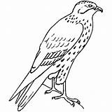 Falcon Bird Coloring Pages Flying Drawing Hawk Standing Netart Peregrine Getdrawings sketch template