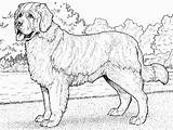 Colouring Bernardo Colorare Cani Animali Teenagers Beagle sketch template