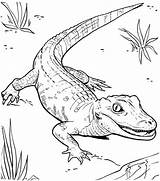 Crocodile Coloriages Colorier Caiman Alligator sketch template